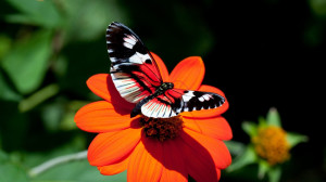 Butterfly Wallpaper Nature