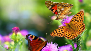 Cute Color Butterfly Wallpapers