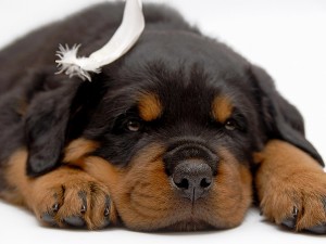 Cute Rottweiler Puppy Wallpaper Android