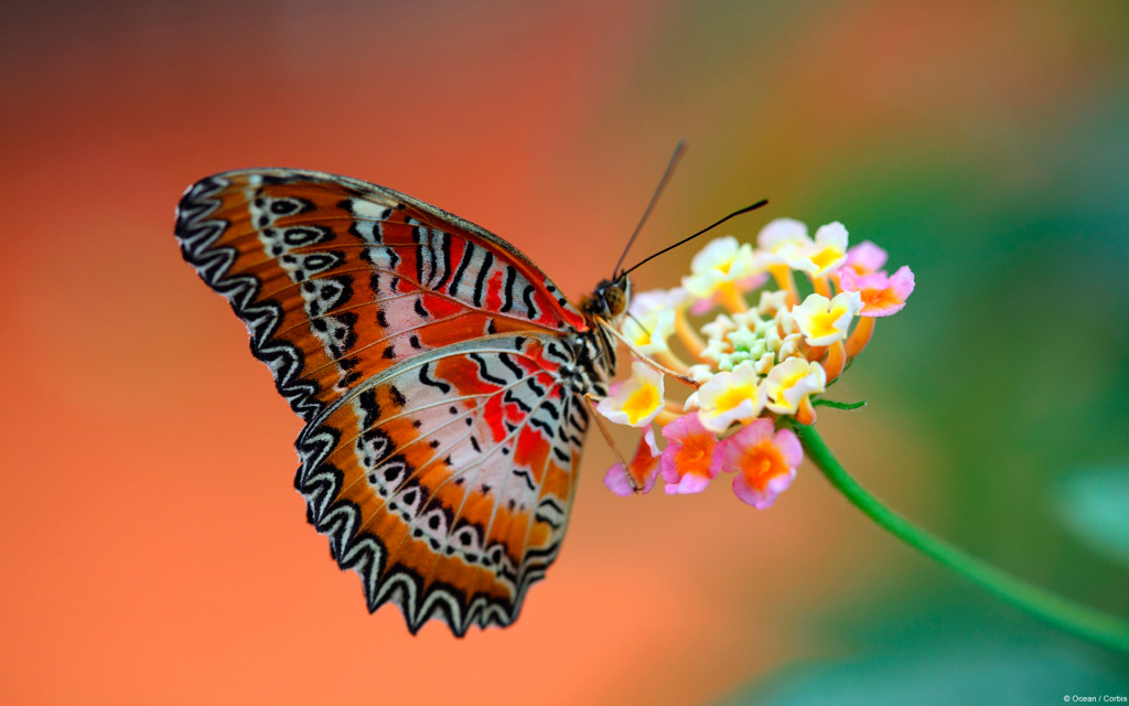 Orange Butterfly Wallpaper Cute
