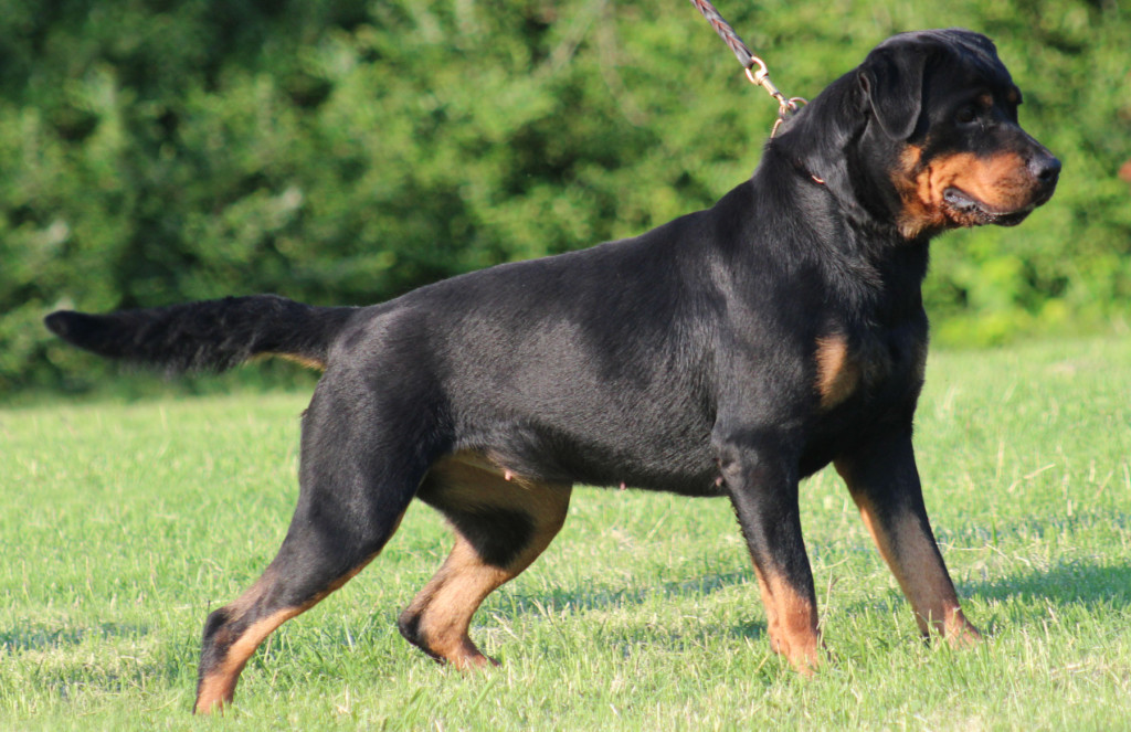 Rottweiler Dog Wallpaper Animal