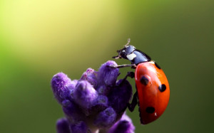 Nature Ladybug Wallpaper HD
